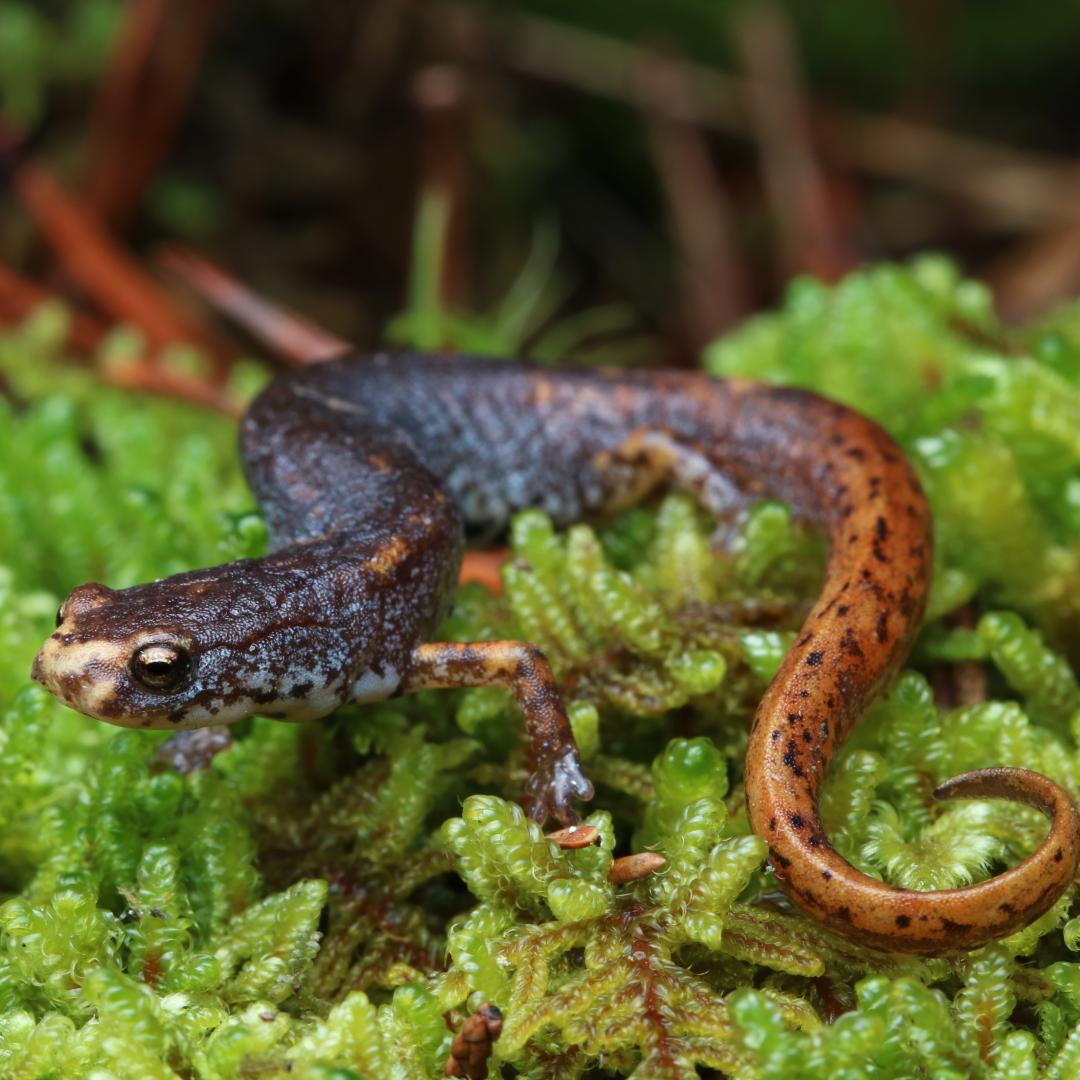 Adult four-toed salamander