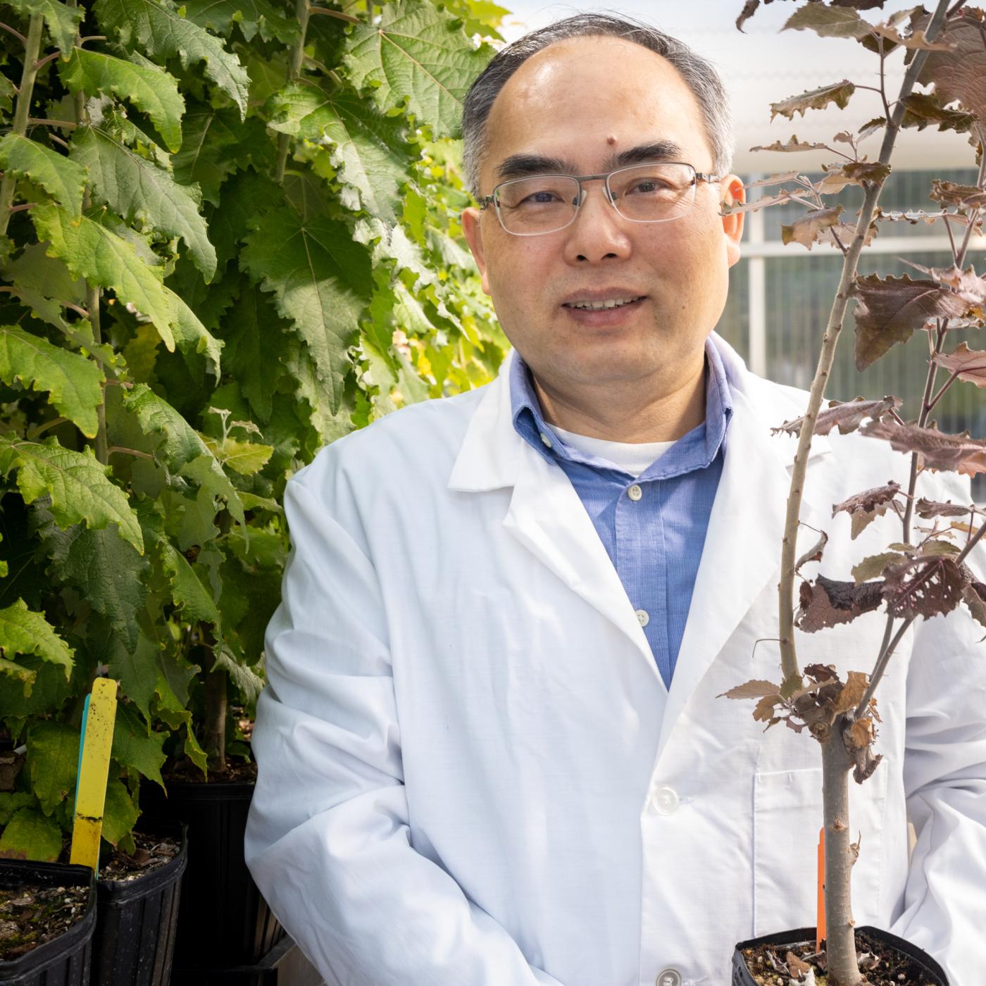 Xiaohan Yang is using his expertise in synthetic biology and capabilities like the Advanced Plant Phenotyping Laboratory at Oak Ridge National Laboratory to accelerate the development of drought-tolerant, fast-growing bioenergy crops suited for conversion into clean jet fuels. Credit: Genevieve Martin/ORNL, U.S. Dept. of Energy 