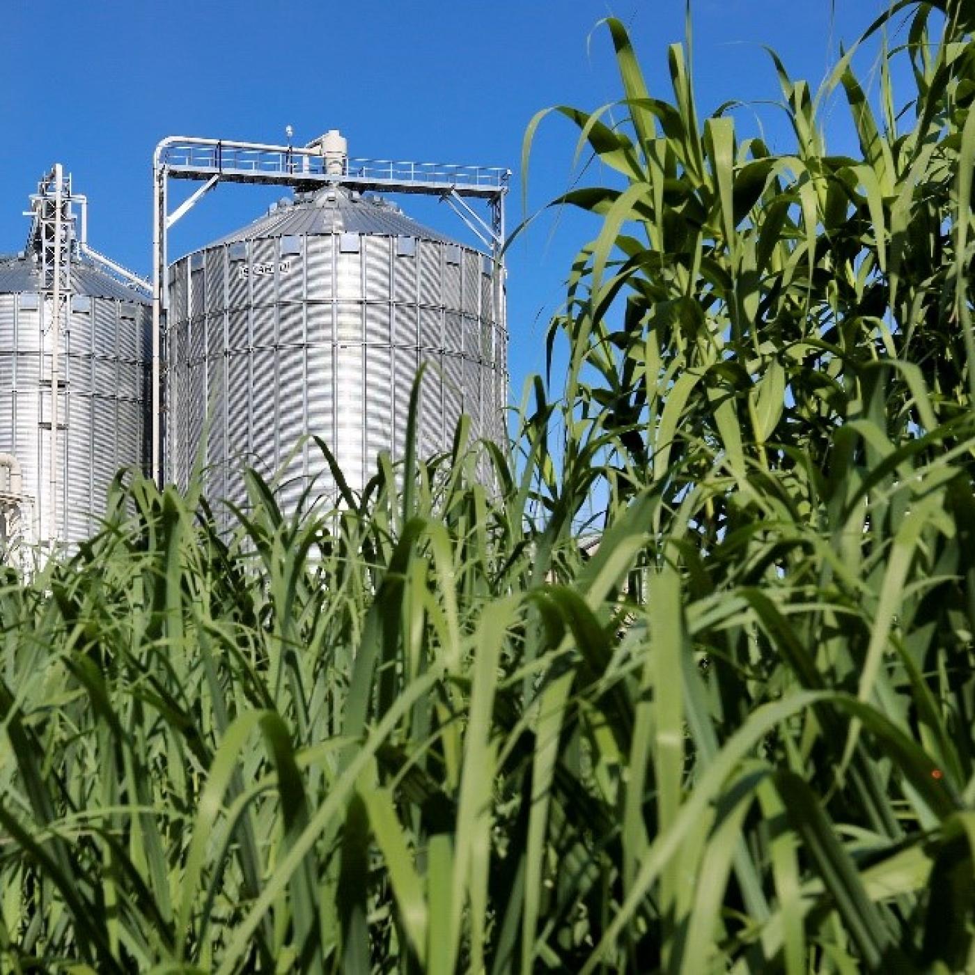 ORNL researchers contributed biomass resources analysis to a new report that says carbon dioxide removal targets can be reached by 2050 using existing technology. Source: Jason Richards/ORNL, U.S. Dept. of Energy