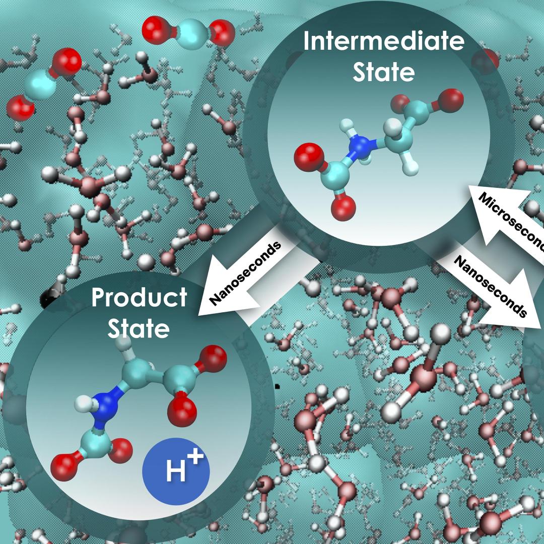 (Right to left) Carbon capture by aqueous glycine: the amino acid’s attack on carbon dioxide (reactant state) is strongly influenced by the water dynamics, leading to a slow transition to an intermediate state. In the next step, due to reduced nonequilibrium solvent effects, a proton is rapidly released leading to the product state. Credit: Santanu Roy/ORNL, U.S. Dept. of Energy