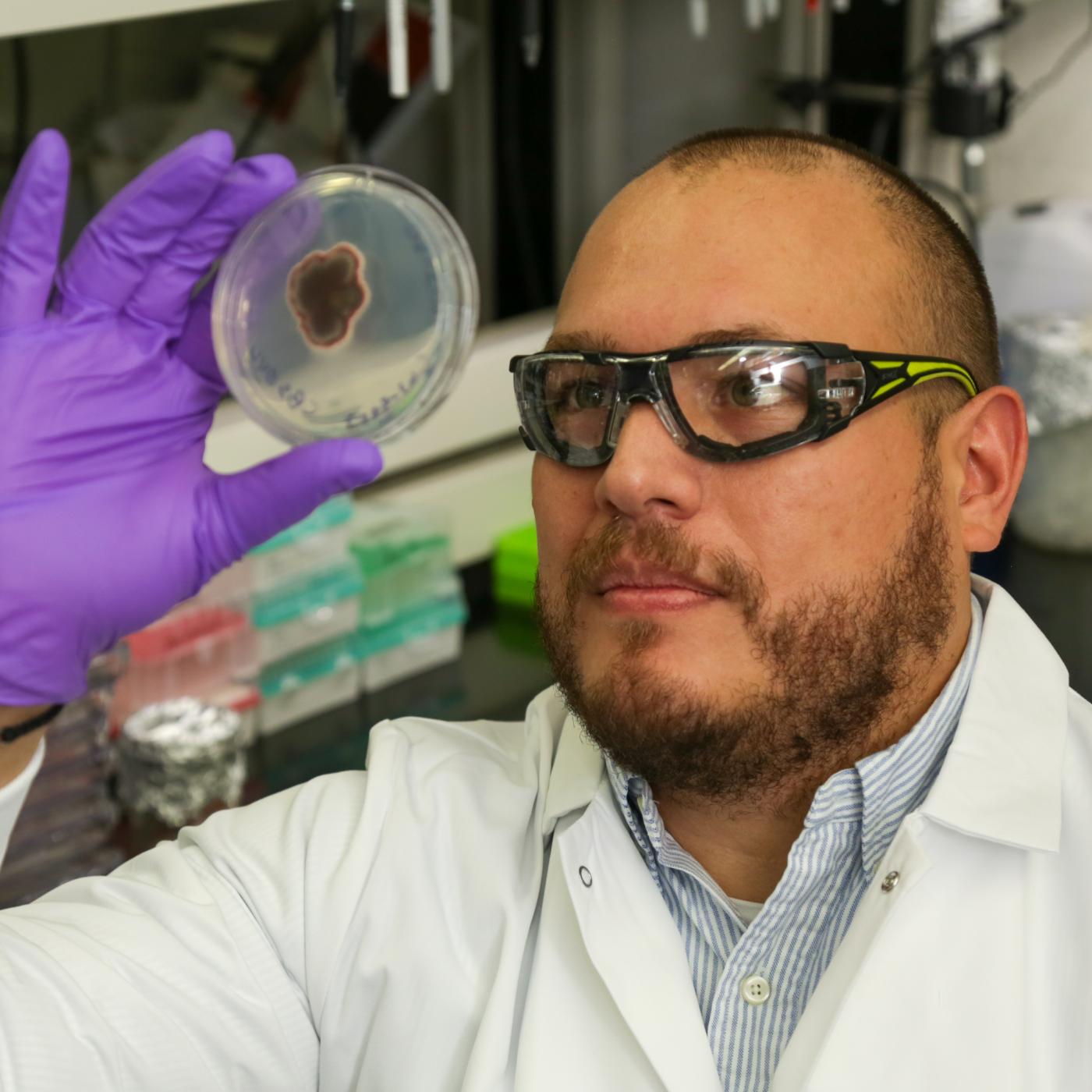 ORNL’s Tomás Rush examines a culture as part of his research into the plant-fungus relationship that can help or hinder ecosystem health. Credit: Genevieve Martin/ORNL, U.S. Dept. of Energy