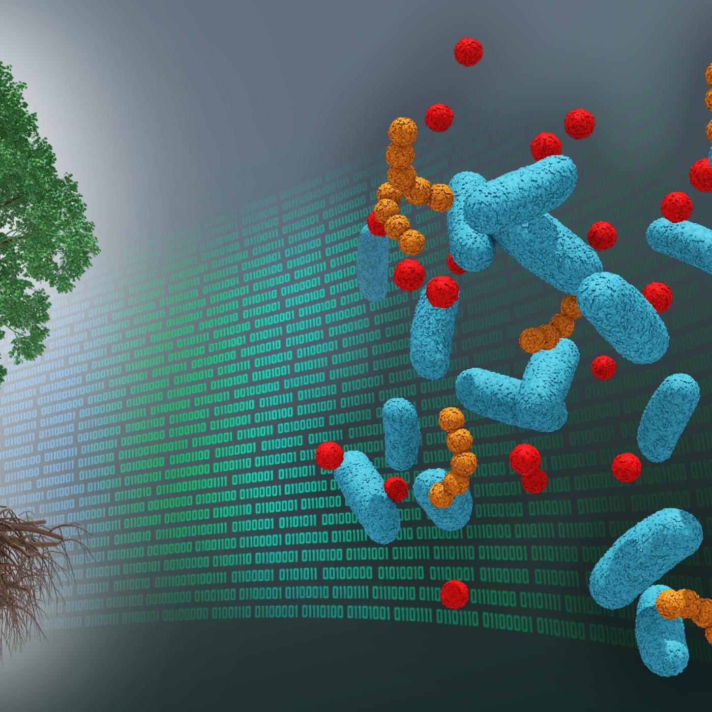 DOE national laboratory scientists led by Oak Ridge National Laboratory have developed the first tree dataset of its kind, bridging molecular information about the poplar tree microbiome to ecosystem-level processes. Credit: Andy Sproles, ORNL/U.S. Dept. of Energy