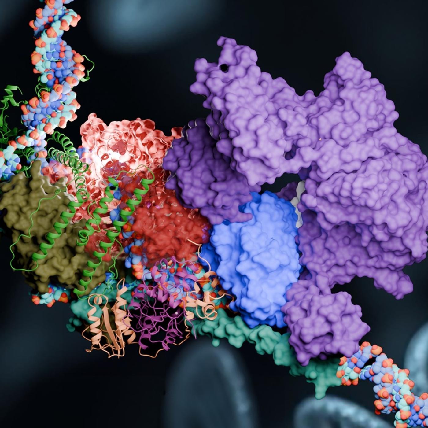 Different groups of proteins shown in different colors combine and attach to a broken strand of DNA. 