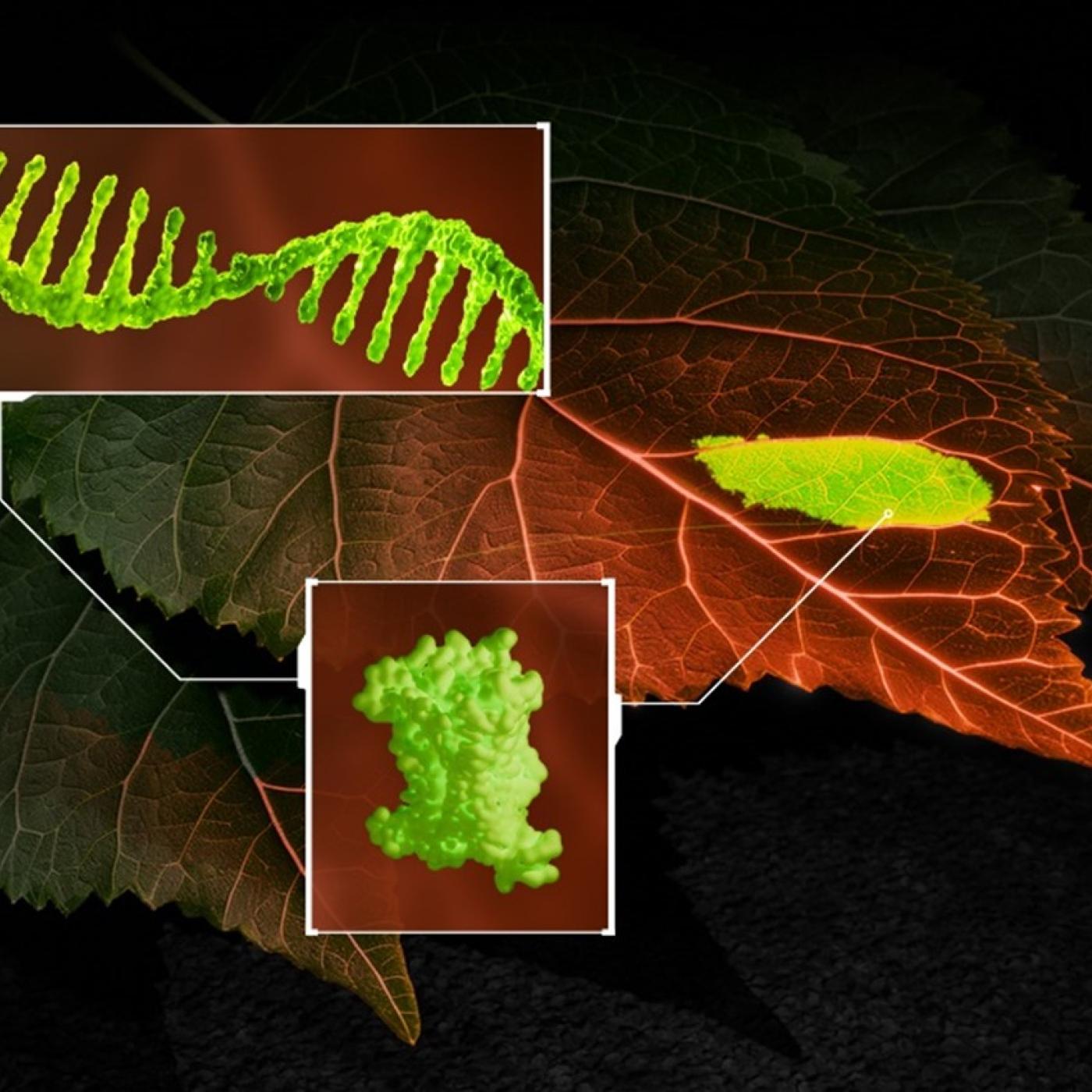 A dark amber photo of a leaf with close up photos layered over top shown in lime green
