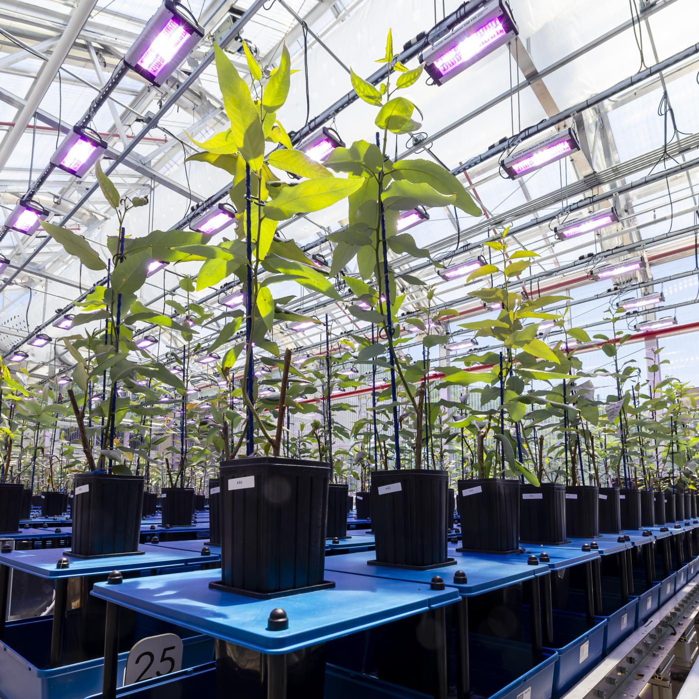 plants in a high tech greenhouse
