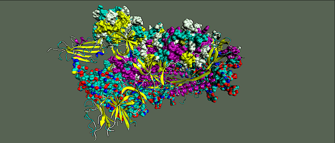 An ORNL-led team studied the SARS-CoV-2 spike protein in the trimer state, shown here, to pinpoint structural transitions that could be disrupted to destabilize the protein and negate its harmful effects. Credit: Debsindhu Bhowmik/ORNL, U.S. Dept. of Energy