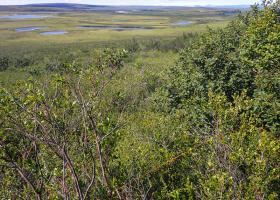 Scientists at Oak Ridge National Laboratory added new plant data to a computer model that simulates Arctic ecosystems, enabling it to better predict how vegetation in rapidly warming northern environments may respond to climate change.