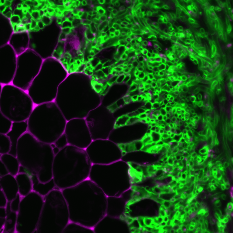 fungus Laccaria bicolor, in green, is shown colonizing the root of a Populus trichocarpa