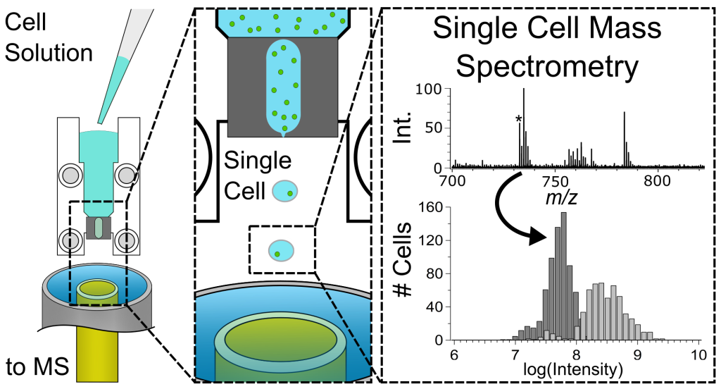 Single Cell Mass Spectrometry