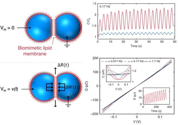 Dynamical Nonlinear Memory Capacitance in Biomimetic Membranes