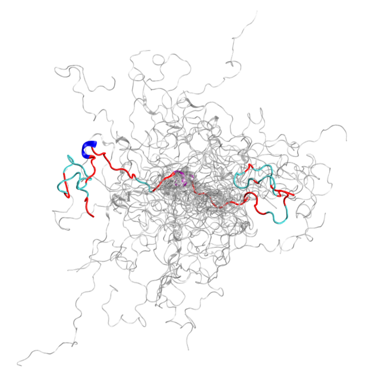 The configurational ensemble (a collection of 3D structures) of an intrinsically disordered protein, the N-terminal of c-Src kinase, which is a major signaling protein in humans. Credit: Oak Ridge National Laboratory, U.S. Dept. of Energy.