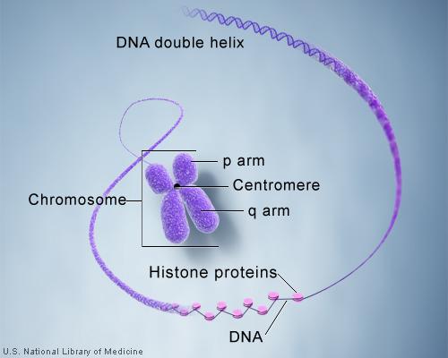 DNA wraps around a histone protein