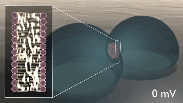 Bio-circuitry mimics synapses and neurons