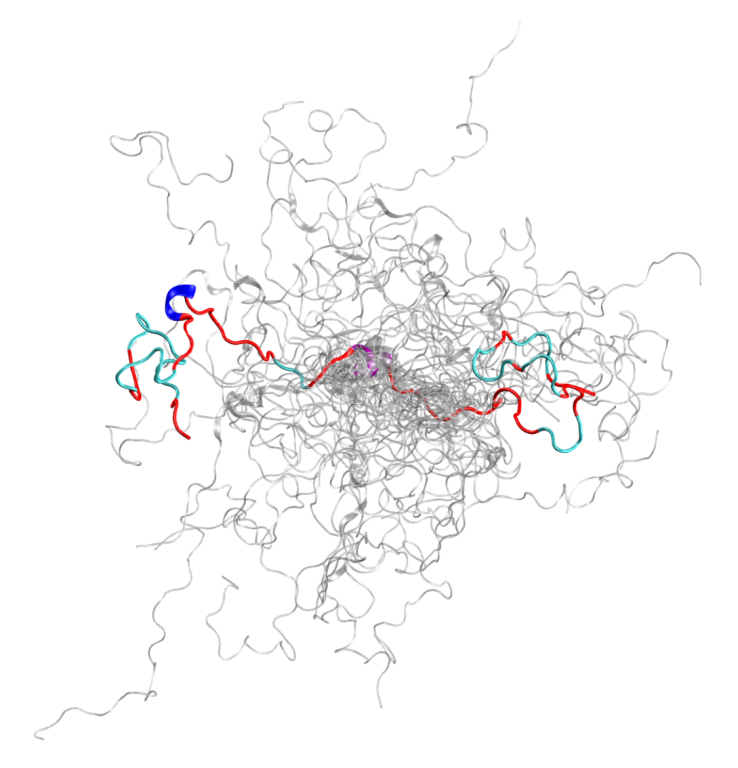 The configurational ensemble (a collection of 3D structures) of an intrinsically disordered protein, the N-terminal of c-Src kinase, which is a major signaling protein in humans. Credit: Oak Ridge National Laboratory, U.S. Dept. of Energy. 