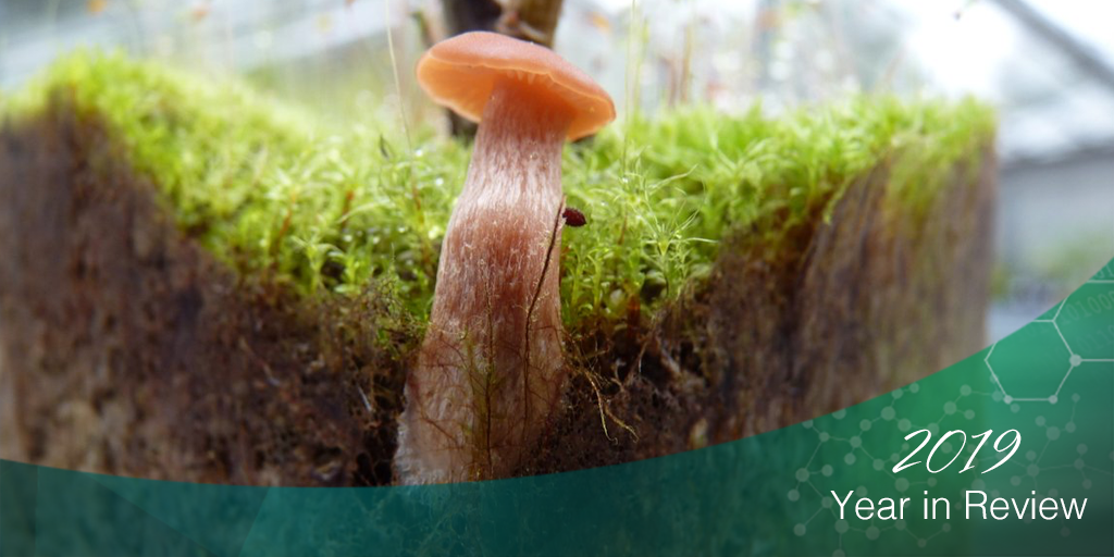 Laccaria bicolor is fruiting above ground and colonizing the Populus deltoides plant root system below ground in a greenhouse setting. 