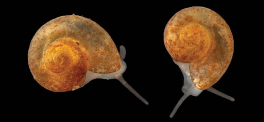 Researchers discovered the Tennessee cavesnail, Antrorbis tennesseensis, in caves near Oak Ridge National Laboratory. The snail measures in at less than 2 millimeters long. Credit: Nathaniel Shoobs and Matthew Niemiller