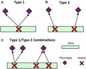 Clustering SNP-to-phenotype associations (A & B) allows for the kinds of complex patterns in C.
