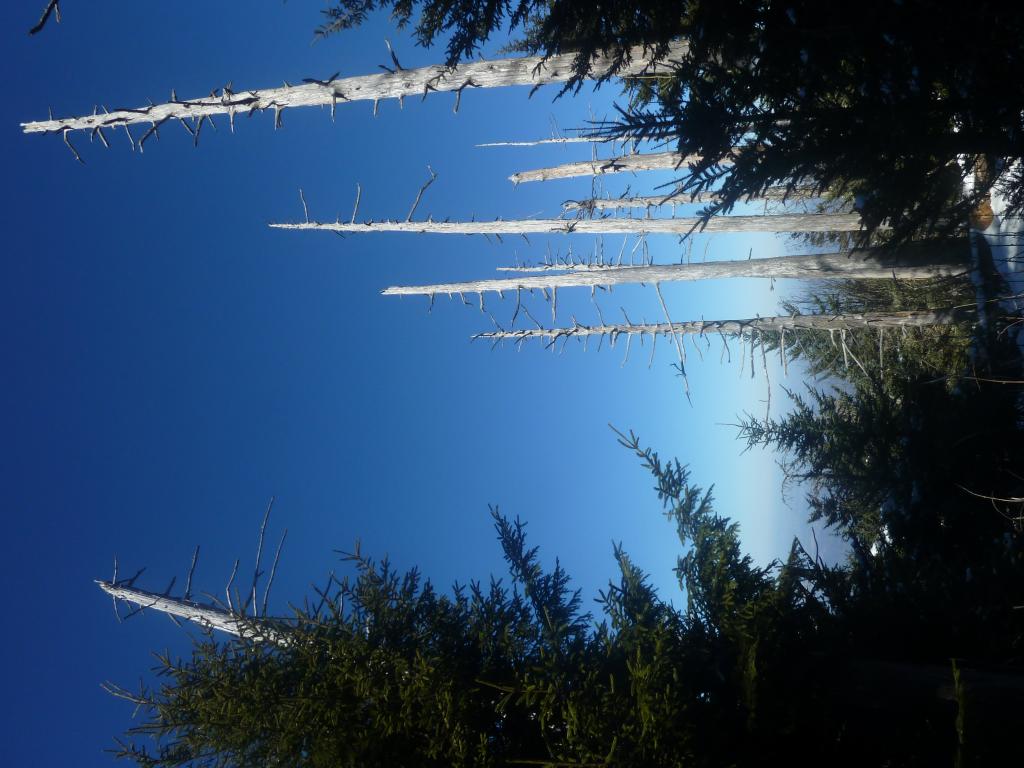 Fraser firs are affected by the balsam woolly adelgid atop Mount LeConte in the Great Smoky Mountains National Park. Credit: Anthony Walker/Oak Ridge National Laboratory, U.S. Dept. of Energy