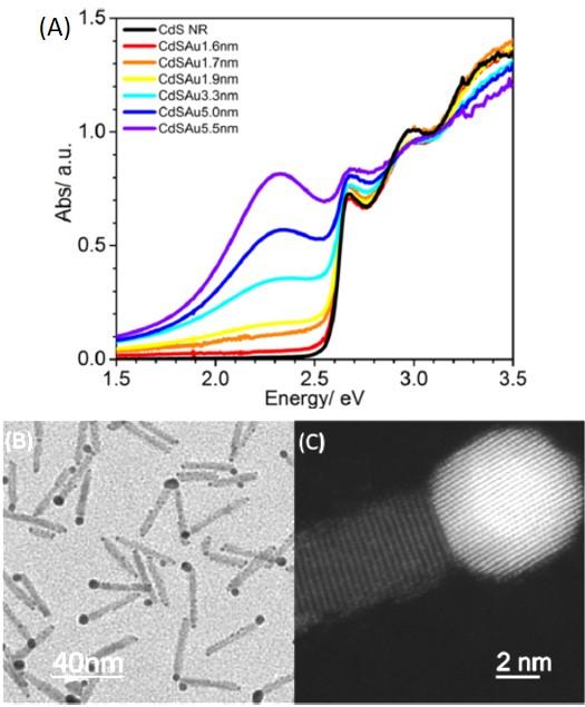 Tuning the Efficiency of Plasmon-induced Hot Electron Transfer in CdS-Au Nanorods