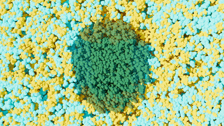 An organic solvent, shown in yellow, and water, shown in blue, separate and form nanoclusters on the hydrophobic and hydrophilic sections of green-colored plant material, driving the efficient deconstruction of biomass. Credit: Michelle Lehman/ORNL, U.S. Dept. of Energy