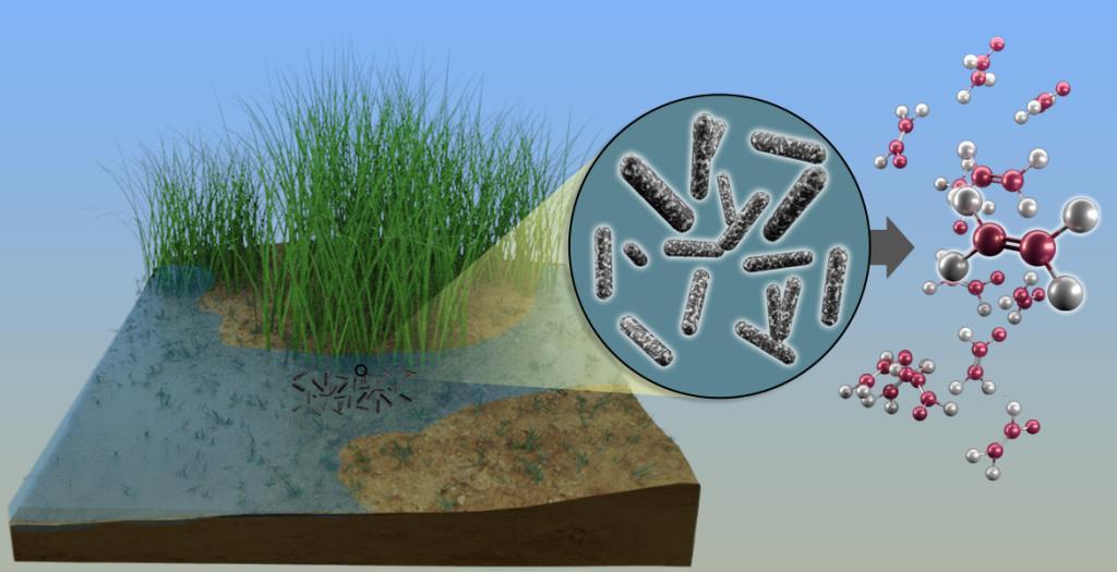 microbes in waterlogged soils produce high levels of ethylene