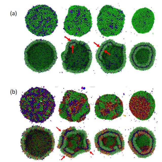 Controlling the Formation of Double Membrane Vesicles