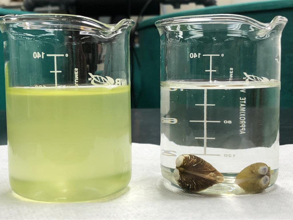 Clams and mussels naturally filter algae and mercury from the water, offering a potential path toward mercury remediation. Credit: ORNL, U.S. Dept. of Energy