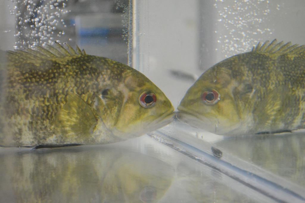 Researchers are studying how mercury accumulates in fish from local streams. Credit: ORNL, U.S. Dept. of Energ