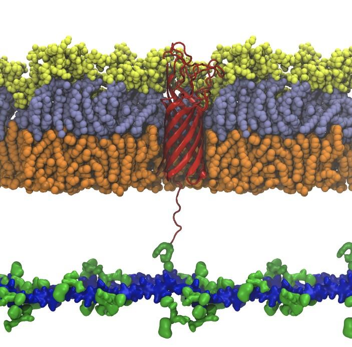 ORNL assisted in investigating proteins called porins, one shown in red, which are found in the protective outer membrane of certain disease-causing bacteria and tether the membrane to the cell wall. Credit: Hyea (Sunny) Hwang/Georgia Tech and ORNL, U.S. Dept. of Energy