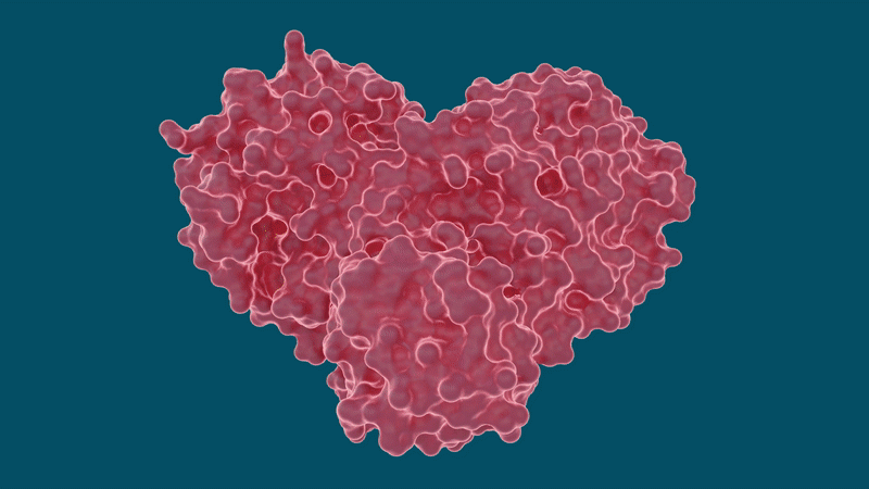 The heart-shaped SARS-CoV-2 main protease enables the virus to reproduce by cutting long chains of proteins that activate the replication process. Experiments show existing drugs used to treat hepatitis C may have potential to treat COVID-19 by stopping the “heart” of the virus. Credit: Michelle Lehman, Jill Hemman/ORNL, U.S. Dept. of Energy