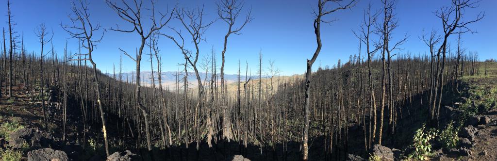 Aspen saplings begin to emerge after a fire in June of 2019. Credit: Chris Schadt/ORNL, U.S. Dept. of Energy