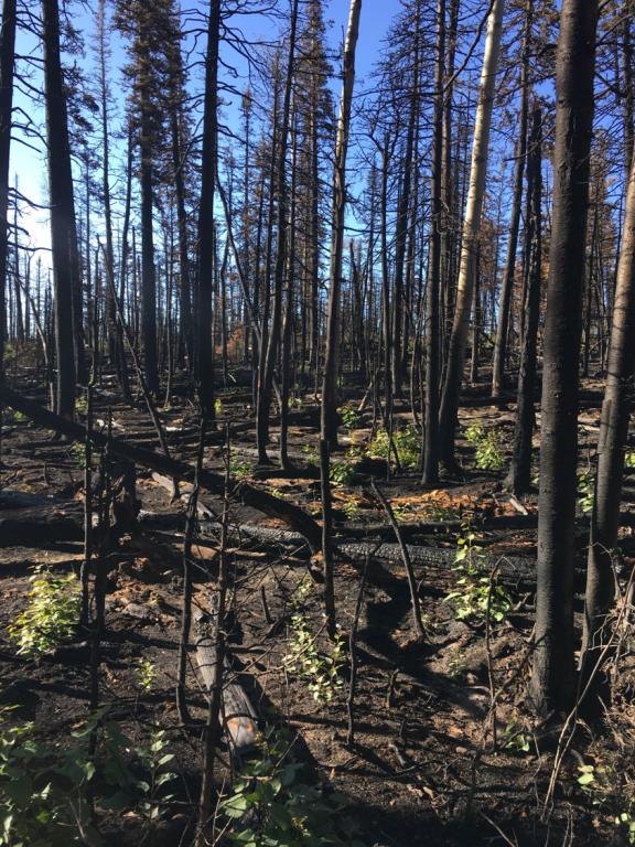 Saplings in an aspen grove recovering from wildfire have more fungal pathogens in their leaves than the original trees. Credit: Chris Schadt/ORNL, U.S. Dept. of Energy