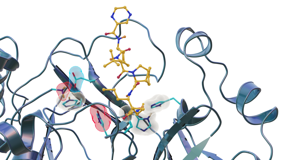 Neutron scattering experiments show electric charges, shown in red, blue and grey, in the SARS-CoV-2 main protease site where telaprevir binds to the structure. The experiments provide critical data for the design of small-molecule drugs to treat COVID-19. Credit: Jill Hemman and Michelle Lehman/ORNL, U.S. Dept. of Energy