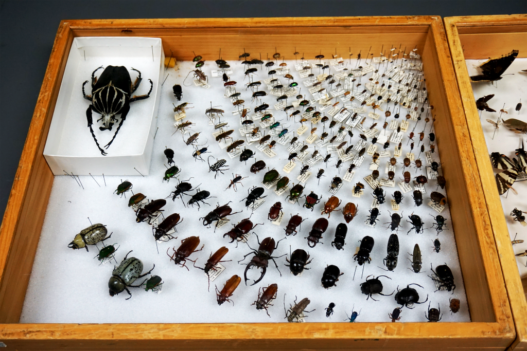 Bug Zoo