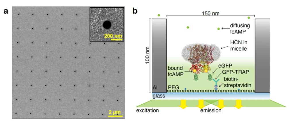 Researchers built optical tools called zero-mode waveguides, illustrated here, used to observe proteins that are implicated in human heart function. Credit: David S. White/University of Wisconsin-Madison