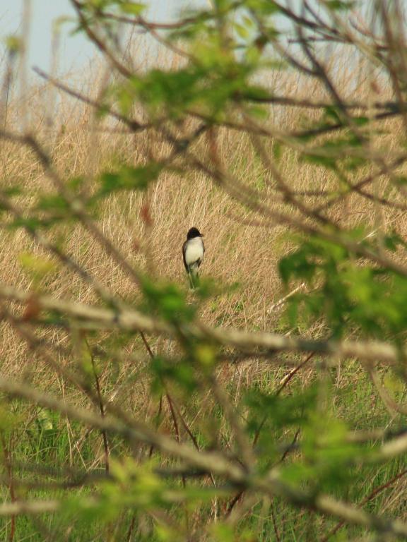 Planting native grasses such as the bioenergy crop switchgrass can restore habitat for birds like this Eastern kingbird. Credit: Chris Lituma/West Virginia University