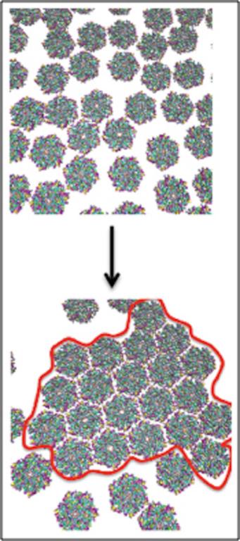Initial and final stage of self-assembly of CcmK2 proteins