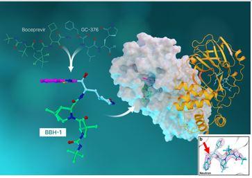 Neutrons Help Design Inhibitors of SARS-CoV-2 Main Protease