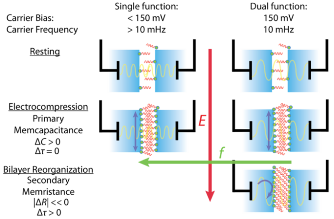 Dynamic Impedance Reveals Multiple Memory Elements in Membrane-Based Memcapacitors