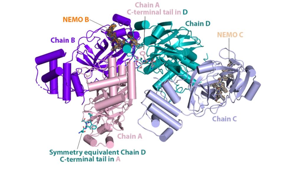 Shown here is the structure of the NEMO protein. A team from ORNL conducted extensive molecular dynamics work on Summit by using both quantum mechanics and machine-learning methods to look at the binding affinity of NEMO and 3CLpro in humans and other species and to consider the structural models derived from the sequences of other coronaviruses. Image courtesy Nature Communications, Dan Jacobson/ORNL.