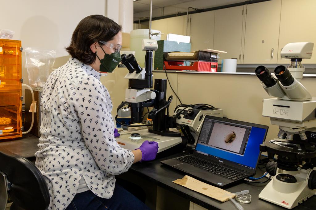 Louise Stephenson works with a microscope.