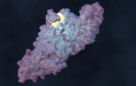 Oak Ridge National Laboratory led a team of scientists to design a molecule that disrupts the infection mechanism of the SARS-CoV-2 coronavirus and could be used to develop new treatments for COVID-19 and future virus outbreaks. Credit: Michelle Lehman/ORNL, U.S. Dept. of Energy