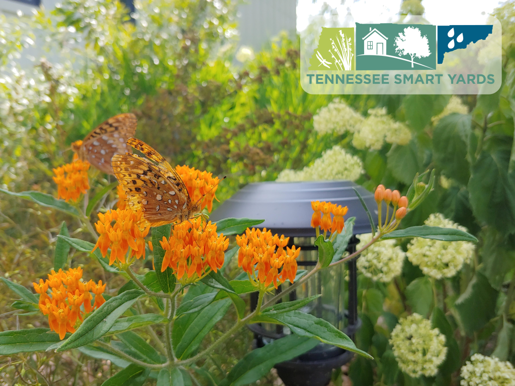 Butterfly Weed