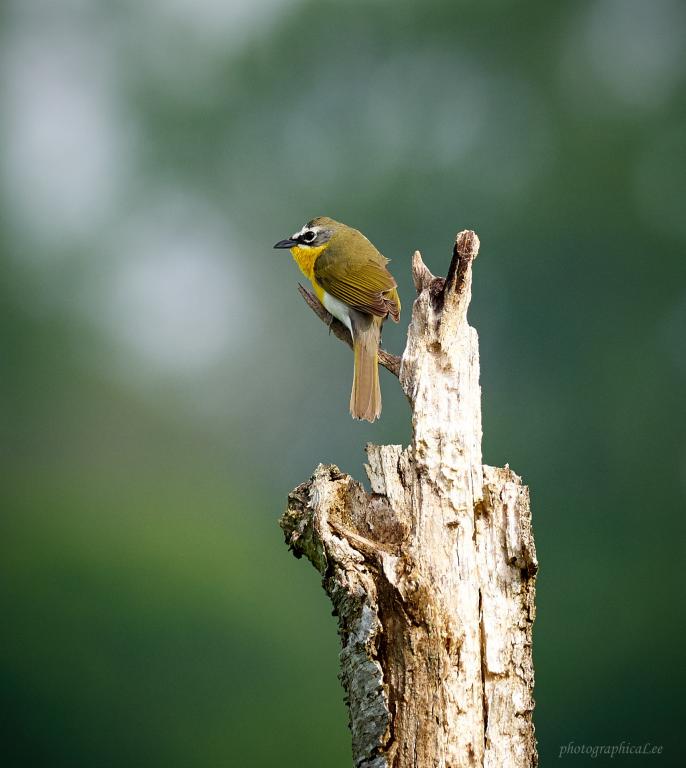 The yellow breasted chat is one of more than 200 bird species found on the Oak Ridge Reservation. Credit: Lee Smalley