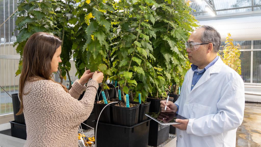 Researchers Melissa Cregger, left, and Xiaohan Yang examine plants in an ORNL greenhouse where biosensors are installed to accelerate plant transformations. Credit: Genevieve Martin/ORNL, U.S. Dept. of Energy.