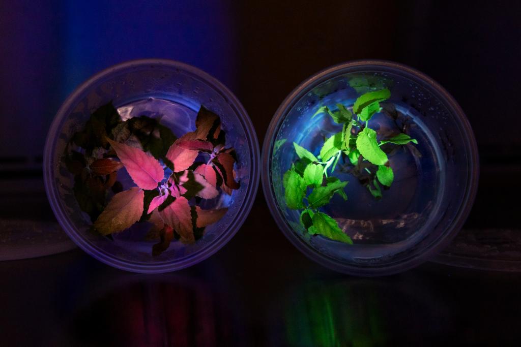 ORNL’s biosensor system reveals CRISPR activity in poplar plants, which glow bright green under ultraviolet light, compared to normal plants, which appear red. Credit: Genevieve Martin/ORNL, U.S. Dept. of Energy
