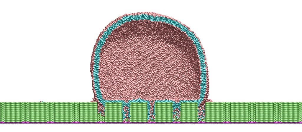 ORNL researchers simulated the nanostructure of a cicada-wing-like surface to gain insight into its antibacterial abilities. Side view cross-section: simulated lipid bilayer vesicles interact with nanopillars, showcasing the lipid arrangement and membrane rupture in high-curvature regions. Image credit: Jan-Michael Carrillo/ORNL.