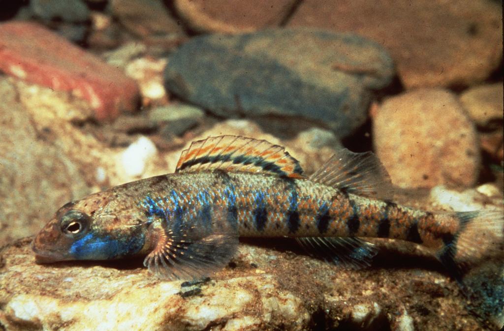 Tennessee DACE LARVAL Development