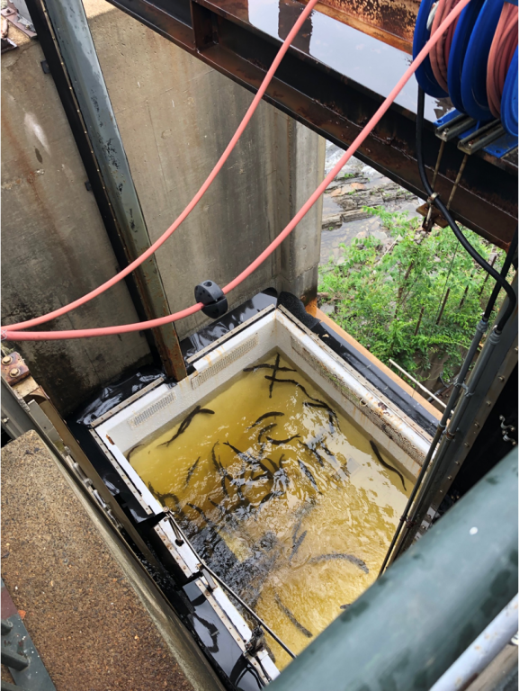 Water tank with fish