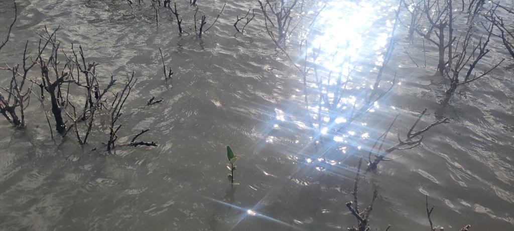 A single mangrove propagule (seedling) in a ‘ghost forest’ of dead mangroves.